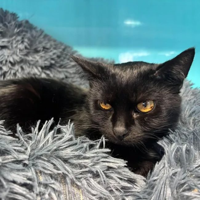 Nougatine