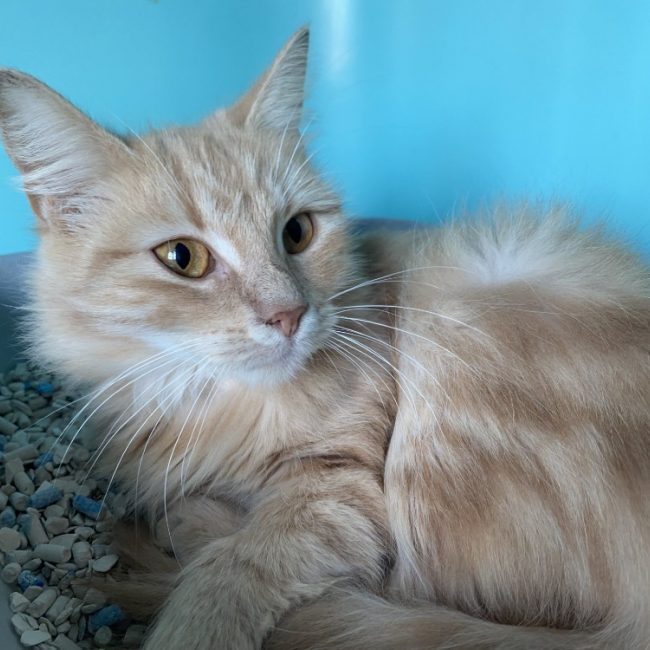 Mirabelle