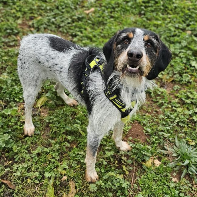 Volt - Chien à adopter