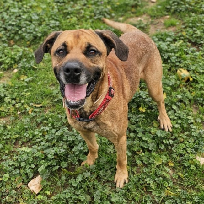 Rintintin - Chien Berger à adopter
