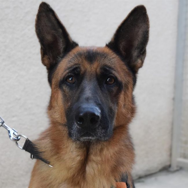 Black - Chien Berger Allemand à adopter