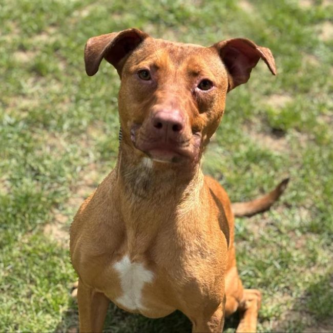 Uma - Chien Berger à adopter