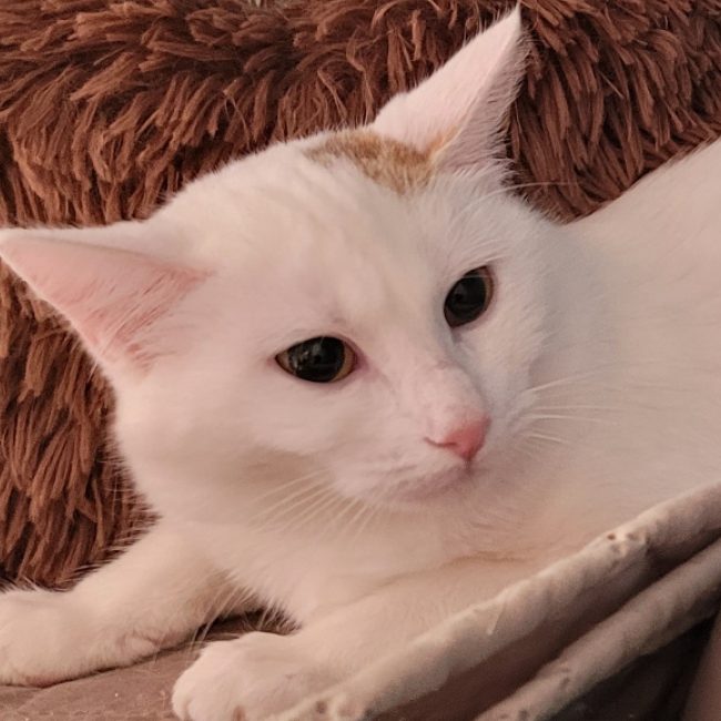 Falbala - Chat Européen à adopter