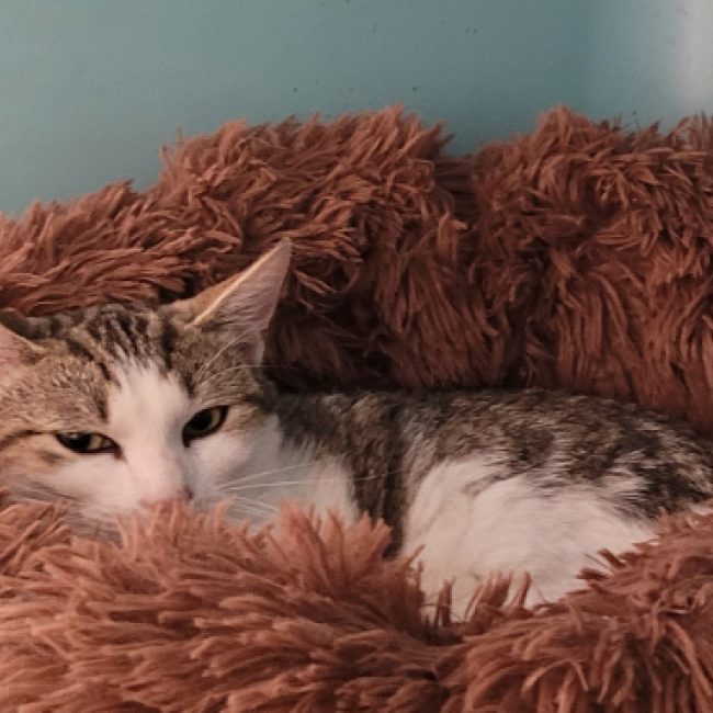 Obelix - Chat Européen à adopter