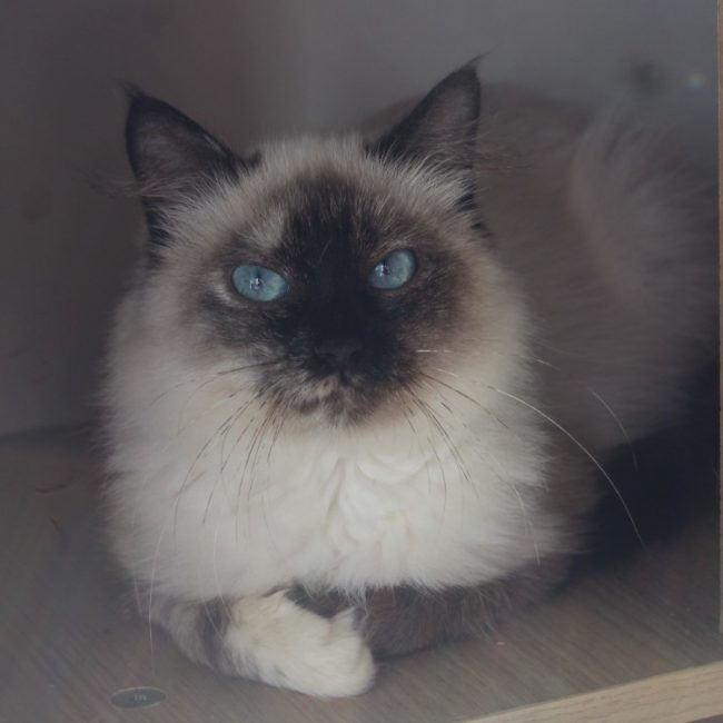 Jasmine - Chat à adopter