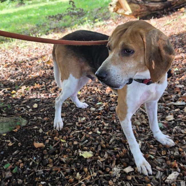 Honoari - Chien Anglo-Français de Petite Vènerie à adopter