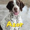 Azor