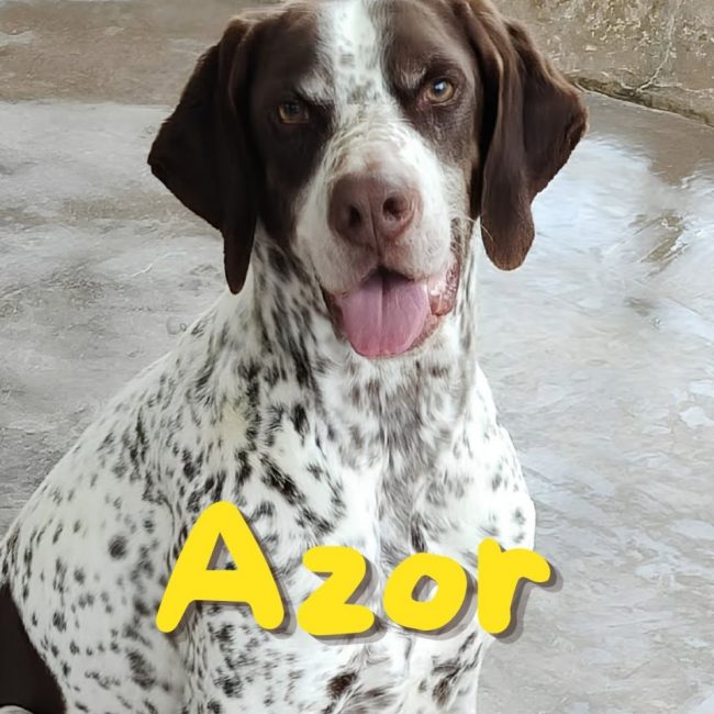 Azor - Chien Pointer Anglais à adopter