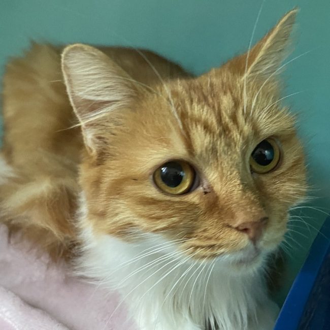 Poupoune - Chat Européen à adopter