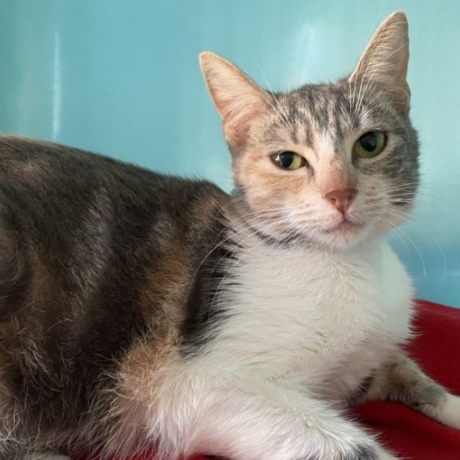 Lilas - Chat Européen à adopter