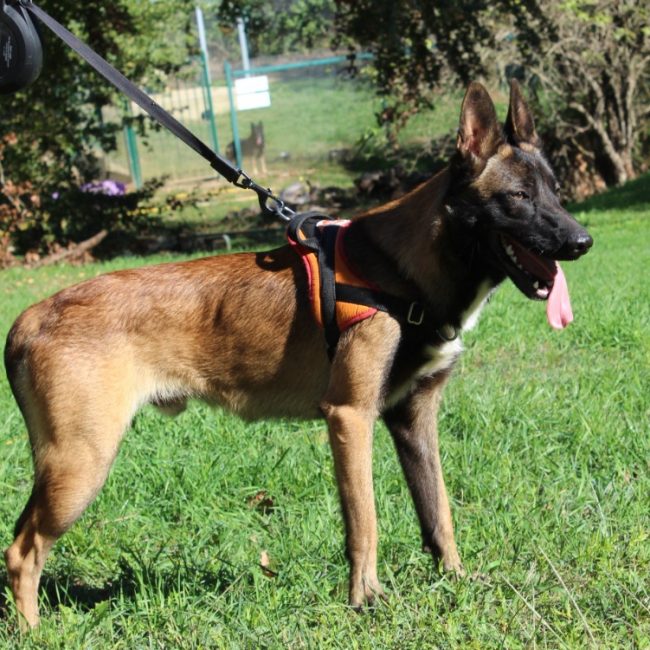 Axel - Chien Berger Belge Malinois à adopter