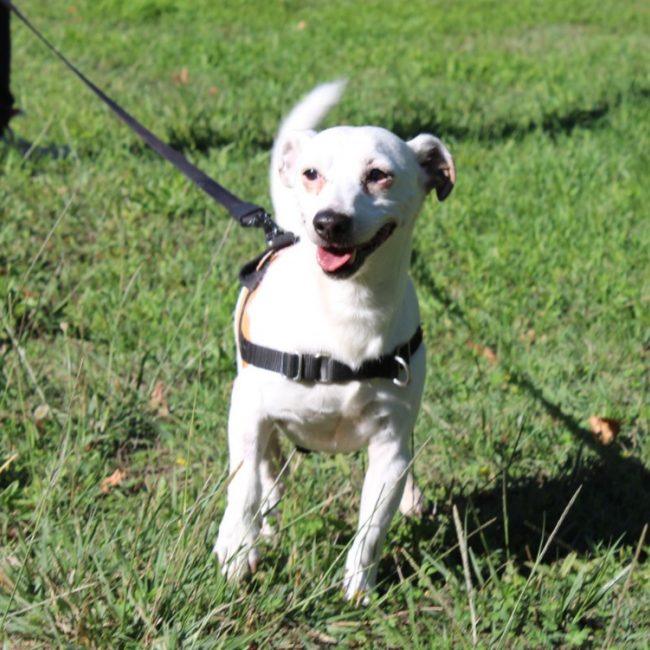 Lucky - Chien à adopter