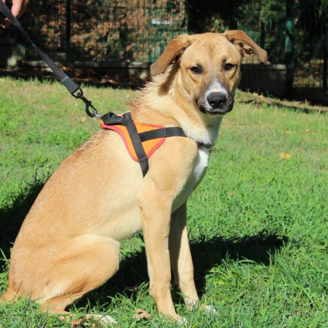 Max - Chien à adopter