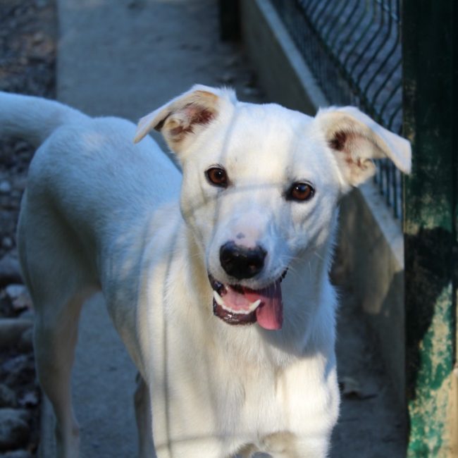 Lucy - Chien à adopter