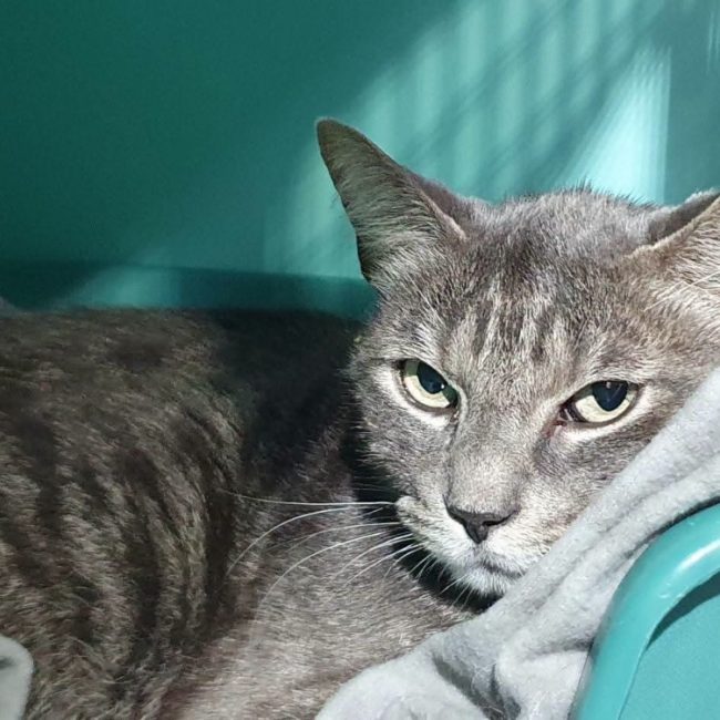 Doug - Chat Européen à adopter