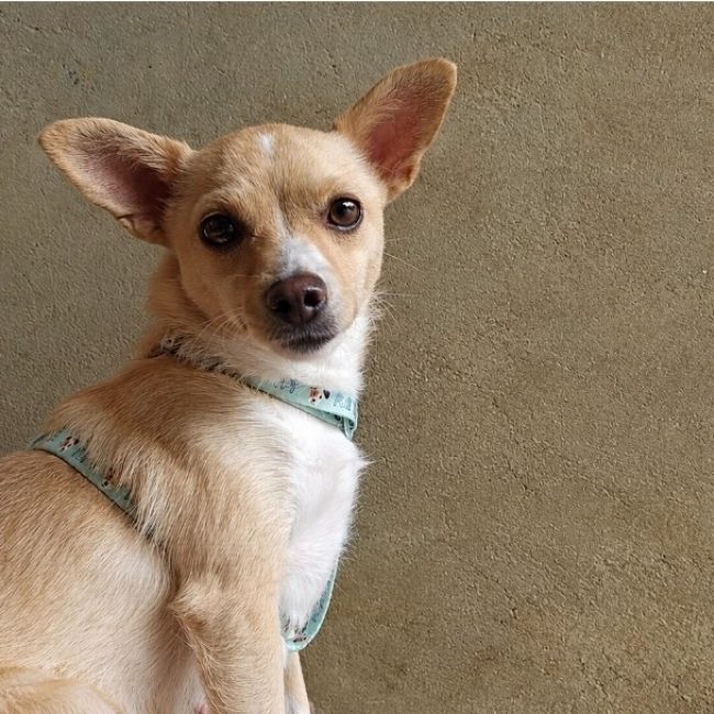 Chloé - Chien Chihuahua à adopter