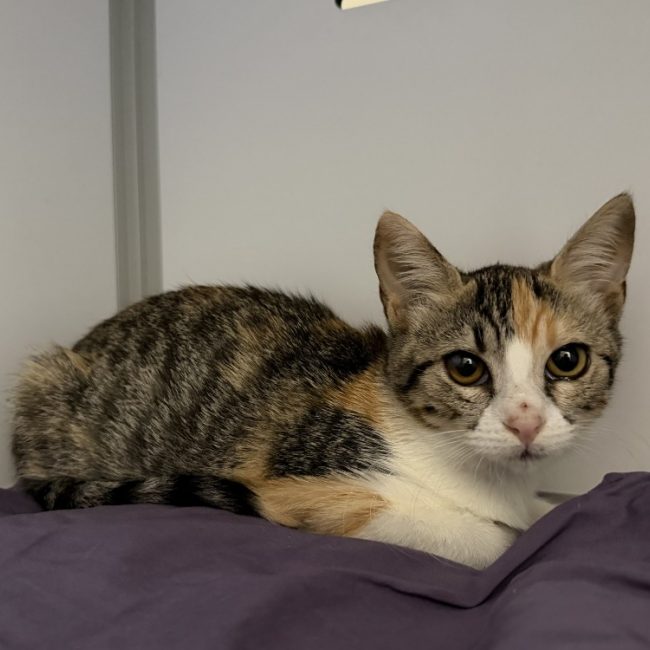 Bambi - Chat Européen à adopter
