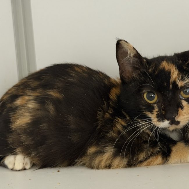 Kiwi - Chat Européen à adopter