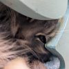 Nala