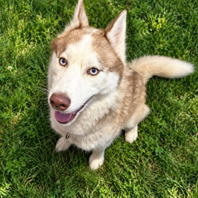 Shuna - Chien Husky Sibérien à adopter