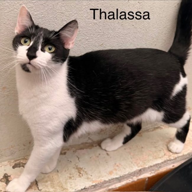 Thalassa