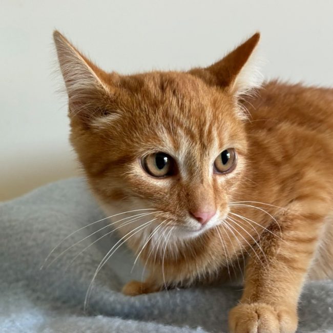 Wonton - Chat Européen à adopter