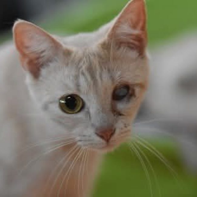 Fira