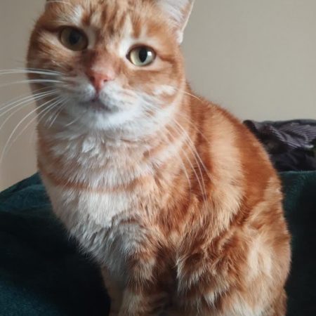 Sicaru - Chat à adopter
