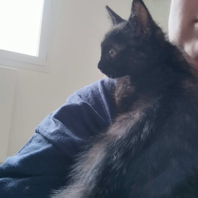 SPINELLE - Chat à adopter