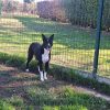 Lassie