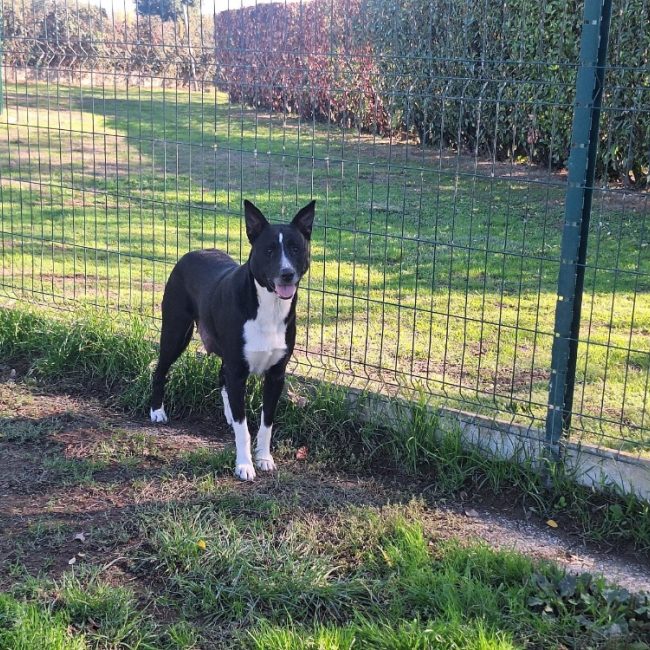 Lassie - Chien Berger à adopter
