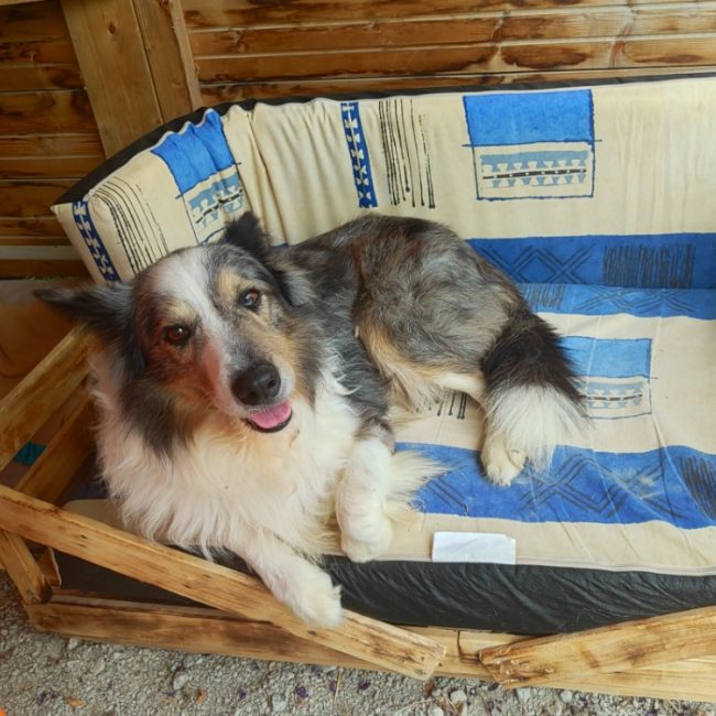 Maiko - Chien Border Collie à adopter