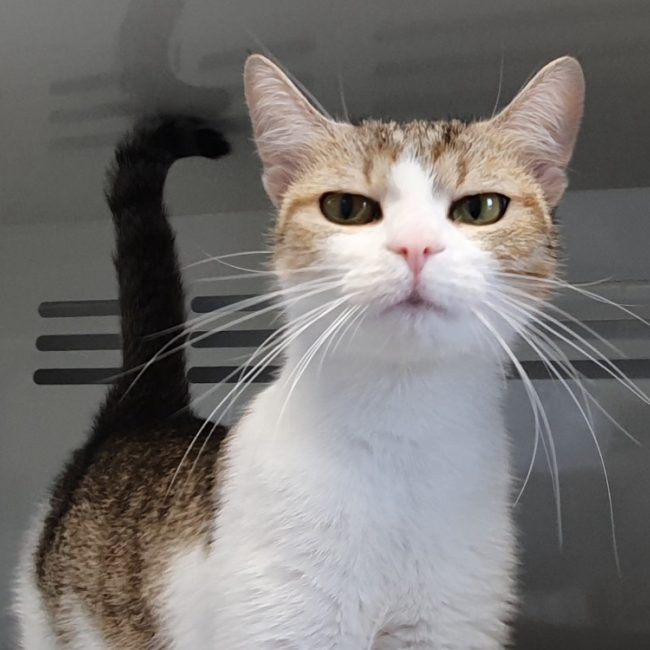 Baia - Chat Européen à adopter