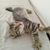 PIXEL