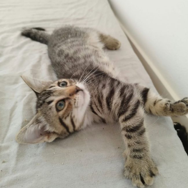 PIXEL - Chat à adopter