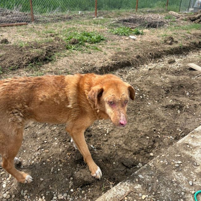 ALISON - Chien à adopter