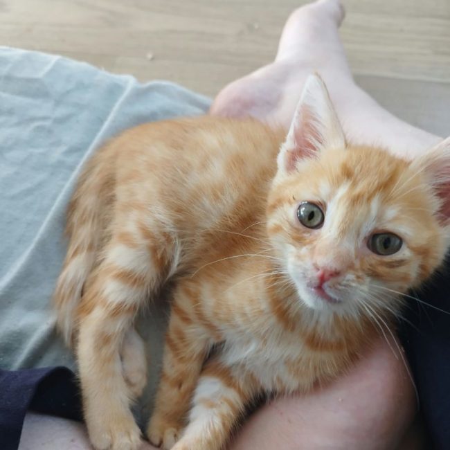 ROUCKI - Chat à adopter