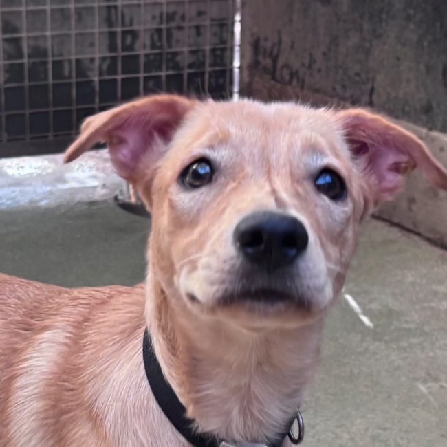 Zinky - Chien à adopter