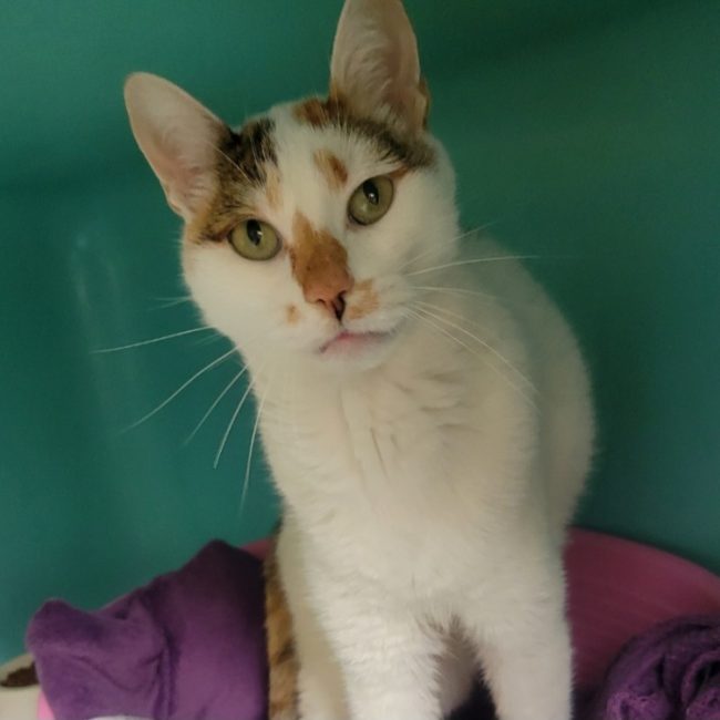 Nala - Chat Européen à adopter