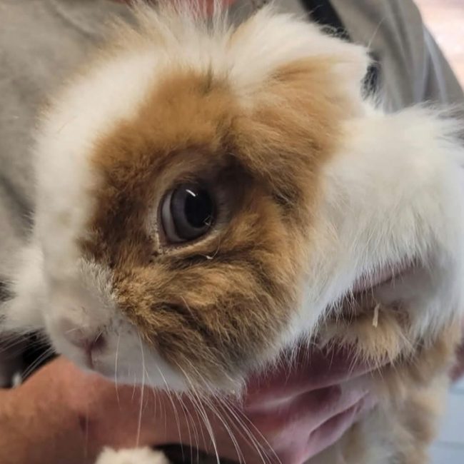 Bugsie