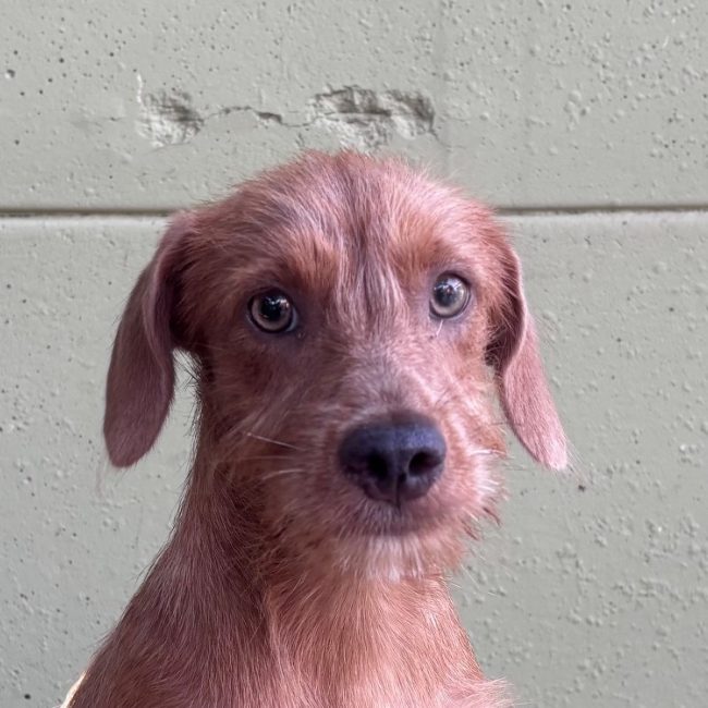 Yuri - Chien à adopter