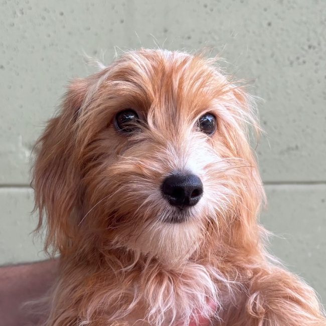 Vita - Chien à adopter
