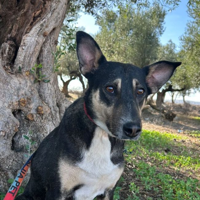 LUNA - Chien à adopter