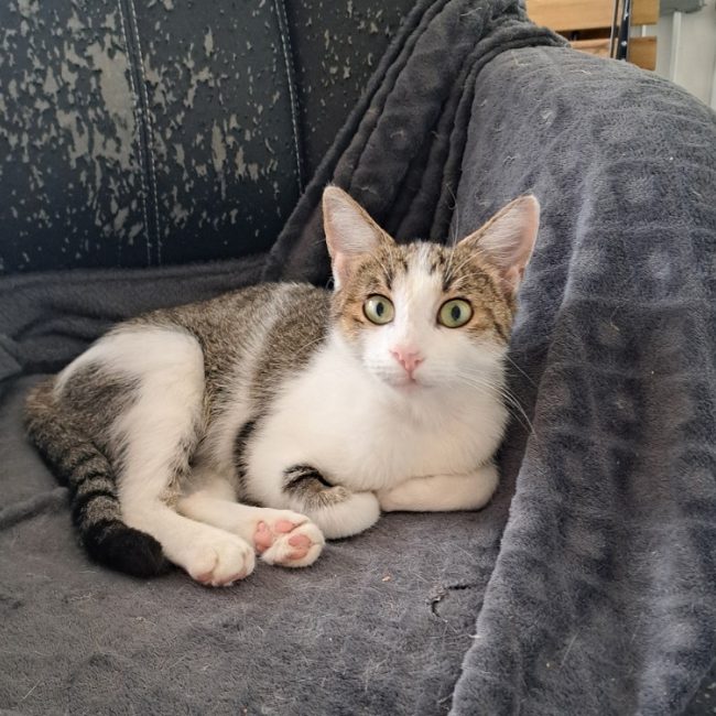 Lavande - Chat Européen à adopter