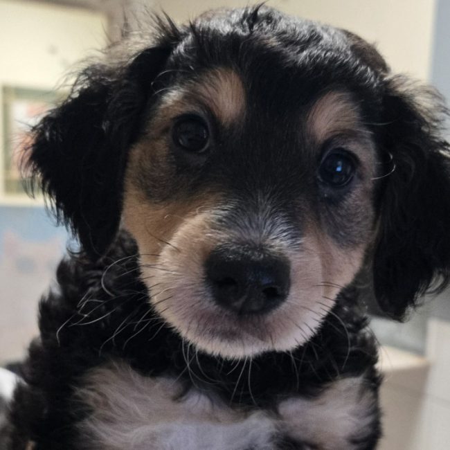 Mango - Chien à adopter