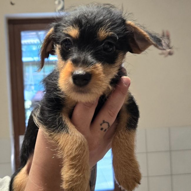 Pimkie - Chien à adopter