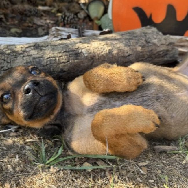 Freya - Chien à adopter