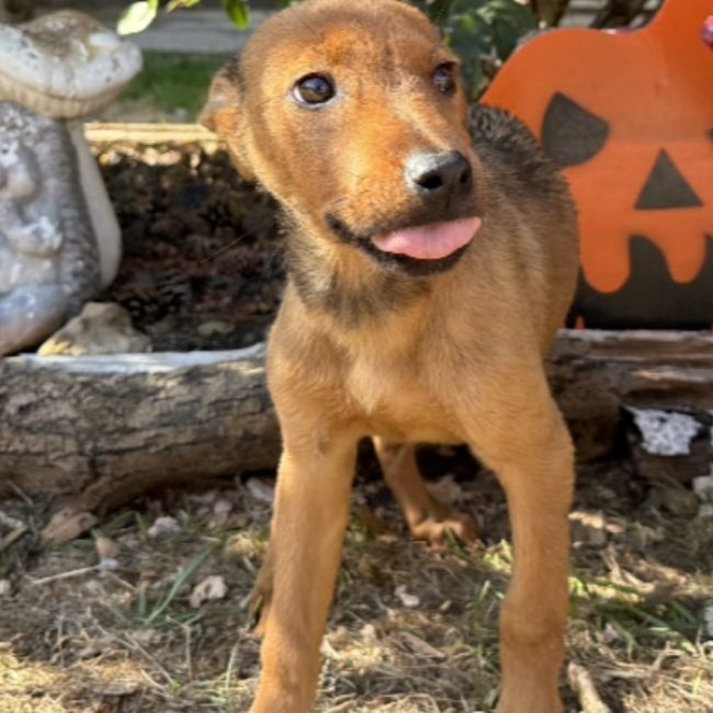 Taiga - Chien à adopter