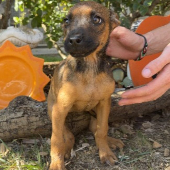 Maika - Chien à adopter