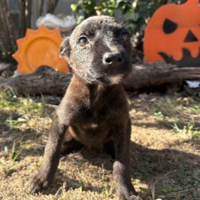 Opale - Chien à adopter